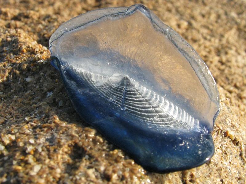 Velella velella (Linn, 1758)